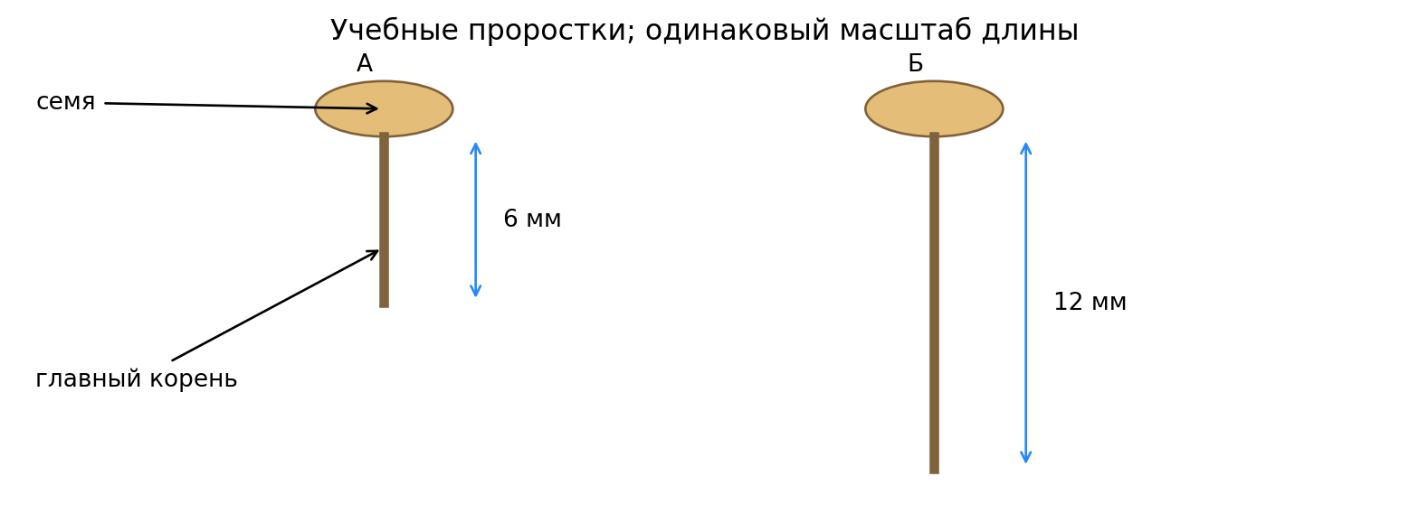 Авторская учебная схема проростков фасоли: семя, главный корень и его длина. Не фотография опыта; масштабы одинаковы.