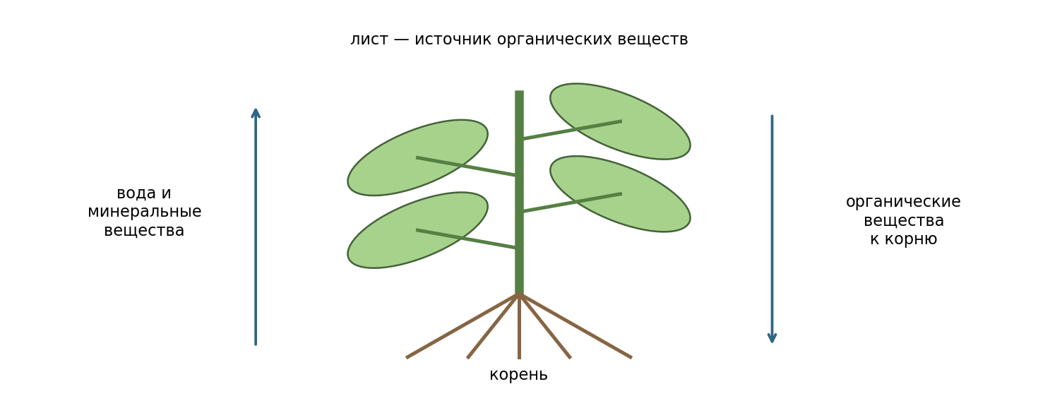 Связь органов: корень → стебель → лист по потоку воды и минеральных веществ; органические вещества из листа направляются к растущим и запасающим органам. Схема функциональная, не в масштабе.