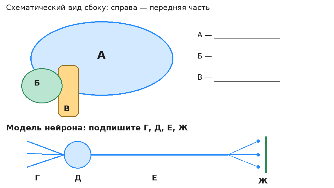 Схема отделов мозга и нейрона с буквами для подписей