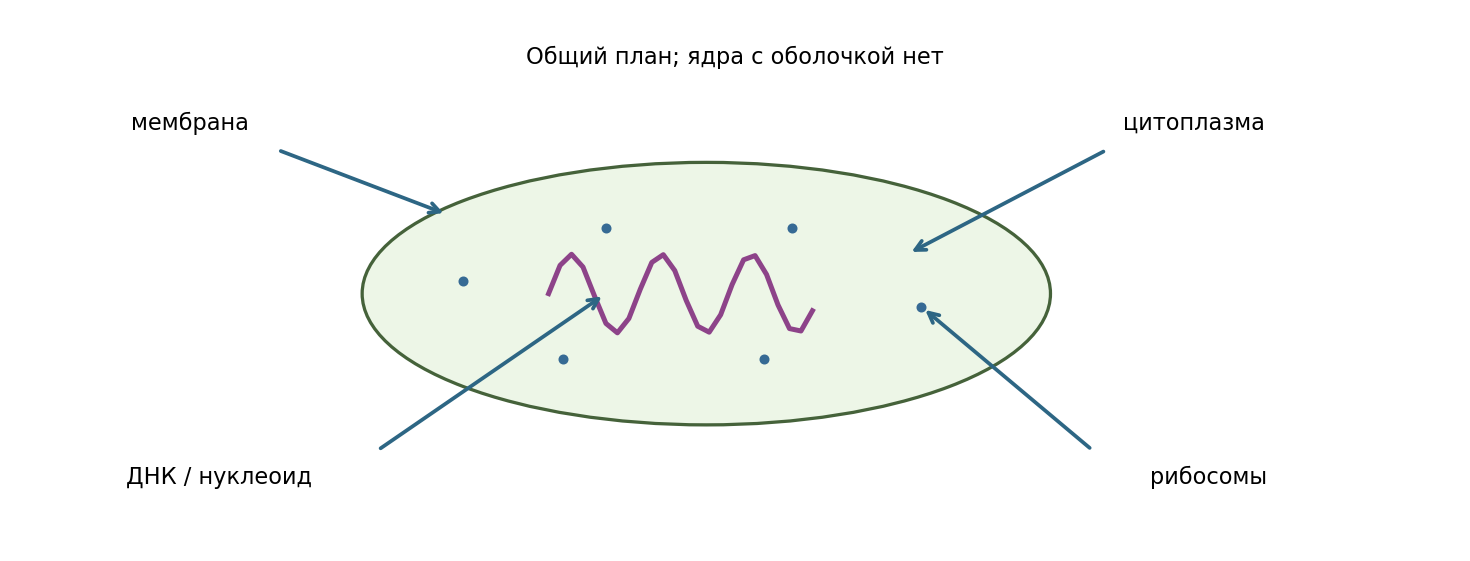 Условный общий план прокариотной клетки. ДНК не окружена ядерной оболочкой; цвет не обозначает химический состав. Масштаб не задан.