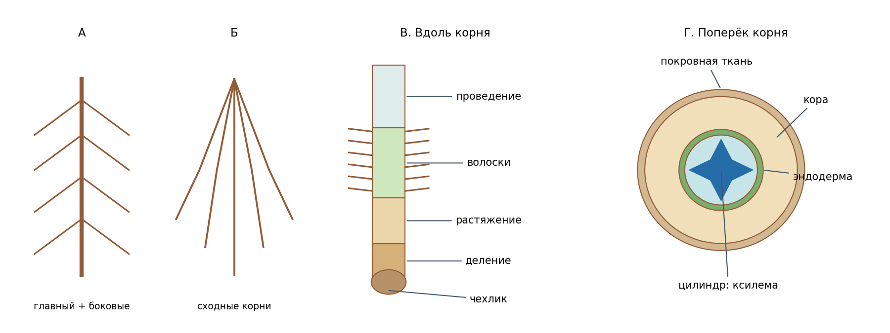А — стержневая, Б — мочковатая система; В — молодой кончик корня; Г — упрощённый поперечный срез. Рисунок не в масштабе, границы зон условны.