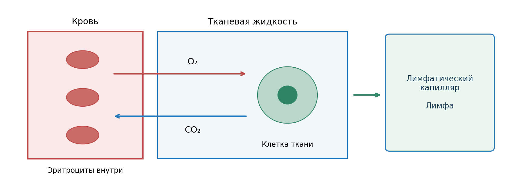Три связанные среды: кровь в капилляре, тканевая жидкость у клеток и лимфа в лимфатическом капилляре. Эритроциты показаны внутри кровеносного сосуда.
