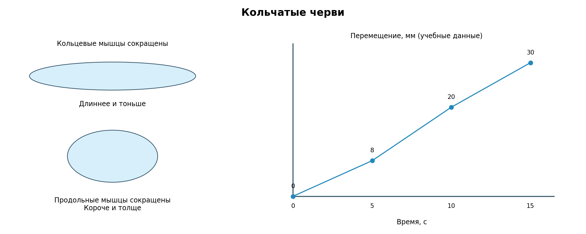 Модель двух состояний участка: сокращение кольцевых мышц удлиняет его, продольных — укорачивает. Жидкость целома и закрепление щетинками обеспечивают опору; справа учебная запись перемещения одной точки.