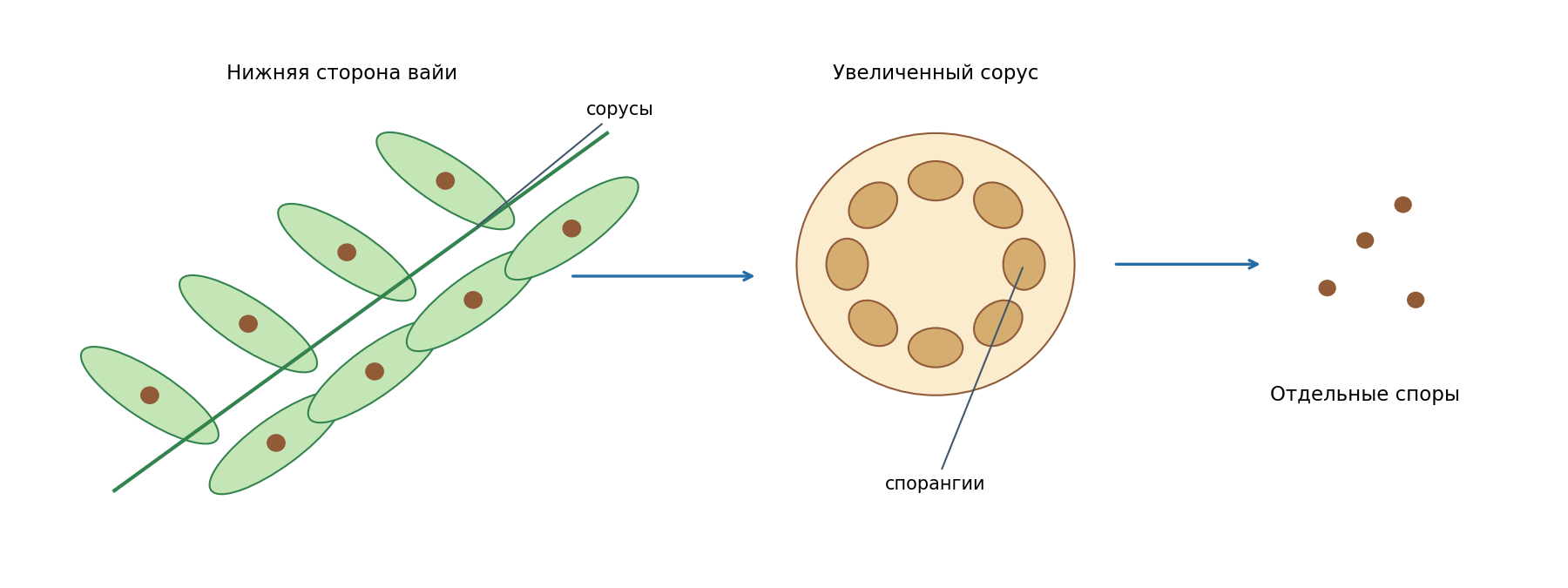 Слева — нижняя сторона фрагмента вайи с сорусами; справа — увеличенная схема одного соруса со спорангиями. Споры показаны отдельно, размеры условны.