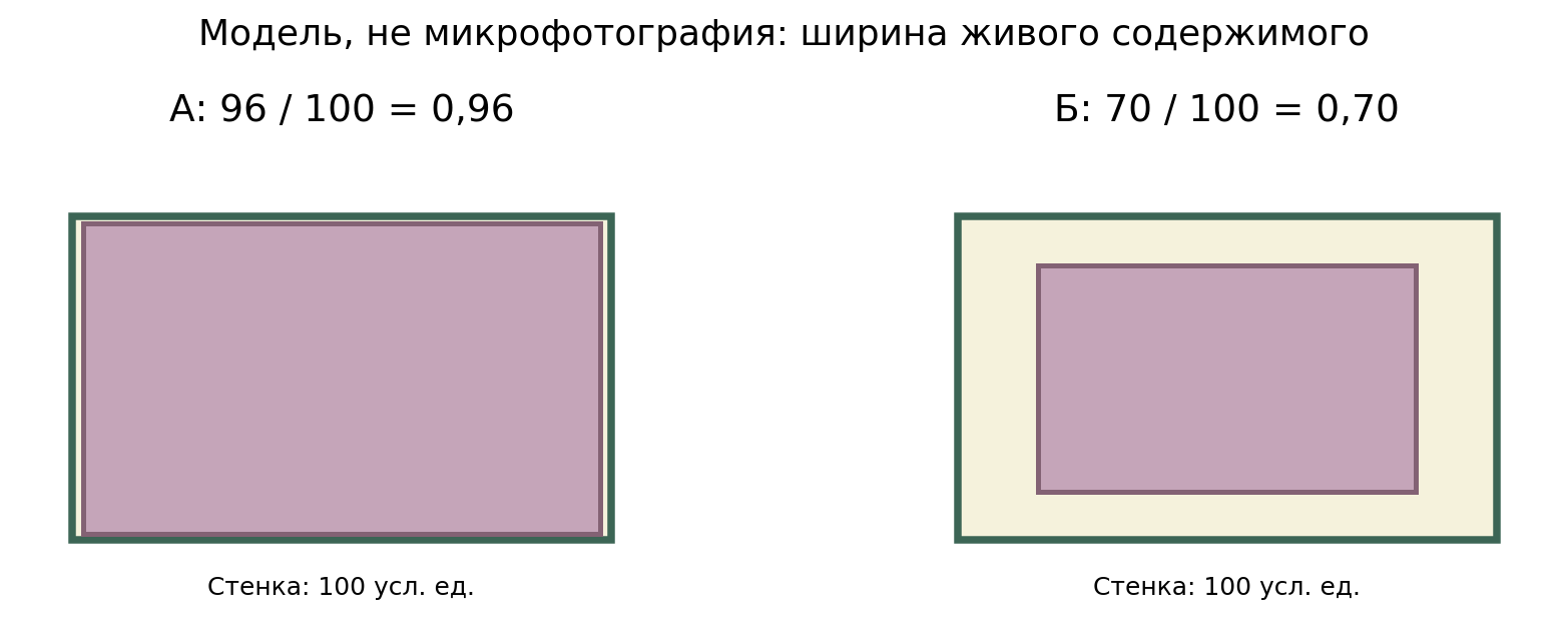 Авторская модель А/Б: одинаковая стенка шириной 100 усл. ед.; ширина живого содержимого 96 и 70 усл. ед. соответственно. Б иллюстрирует отхождение содержимого от стенки, а не реальную микросъёмку. Отдельная настоящая микрофотография ядра кожицы луковицы включена в материалы и не изображает эти два опыта.