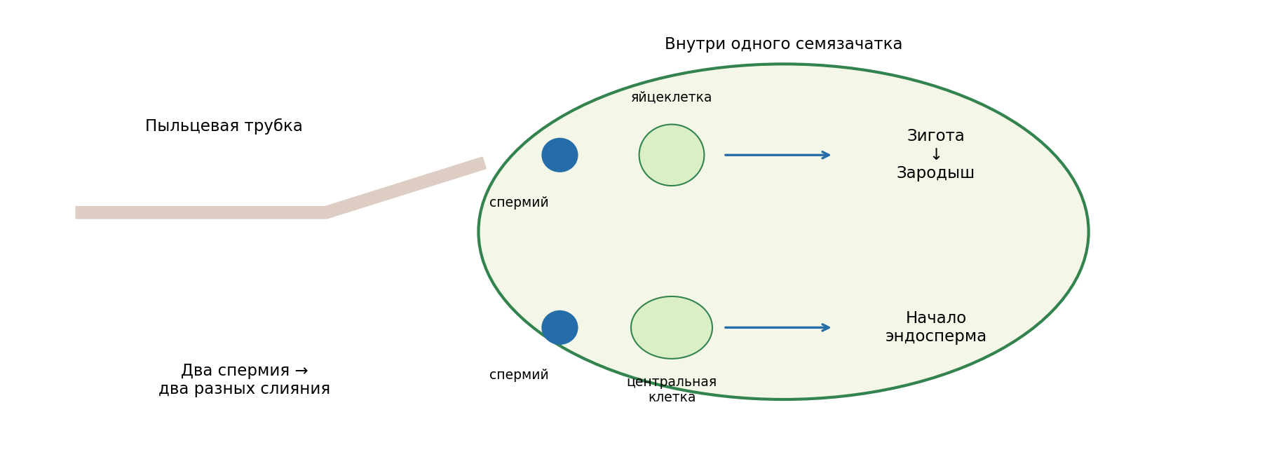 Учебная модель двойного оплодотворения: два спермия одной пыльцевой трубки участвуют в двух слияниях внутри одного семязачатка. Части показаны не в масштабе.