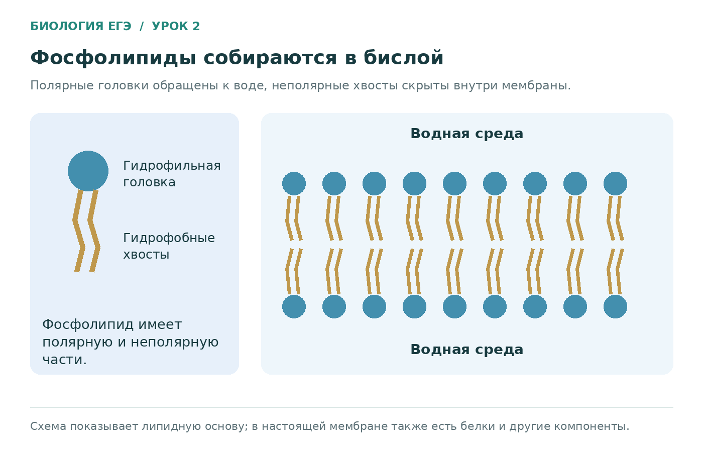 Фосфолипид и ориентация молекул в мембранном бислое.
