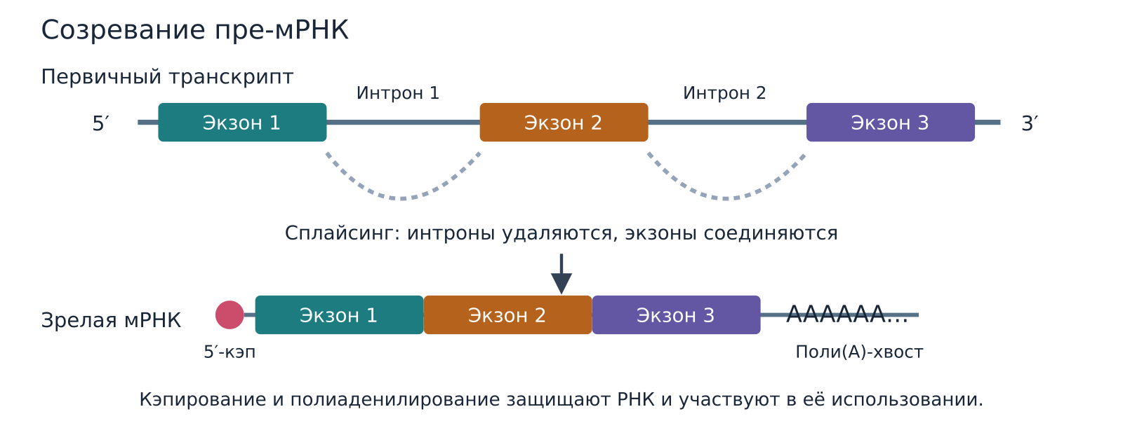 Созревание пре-мРНК эукариот