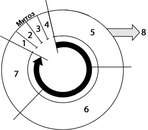 Схема клеточного цикла с обозначениями 1–8