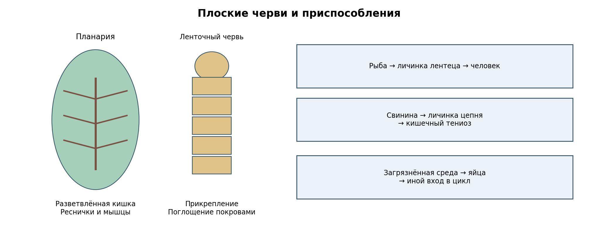 Слева условные планы планарии и ленточного червя. Справа различены входы в циклы: личинки с рыбой или свининой и яйца из загрязнённой среды. Схема не предназначена для диагностики.