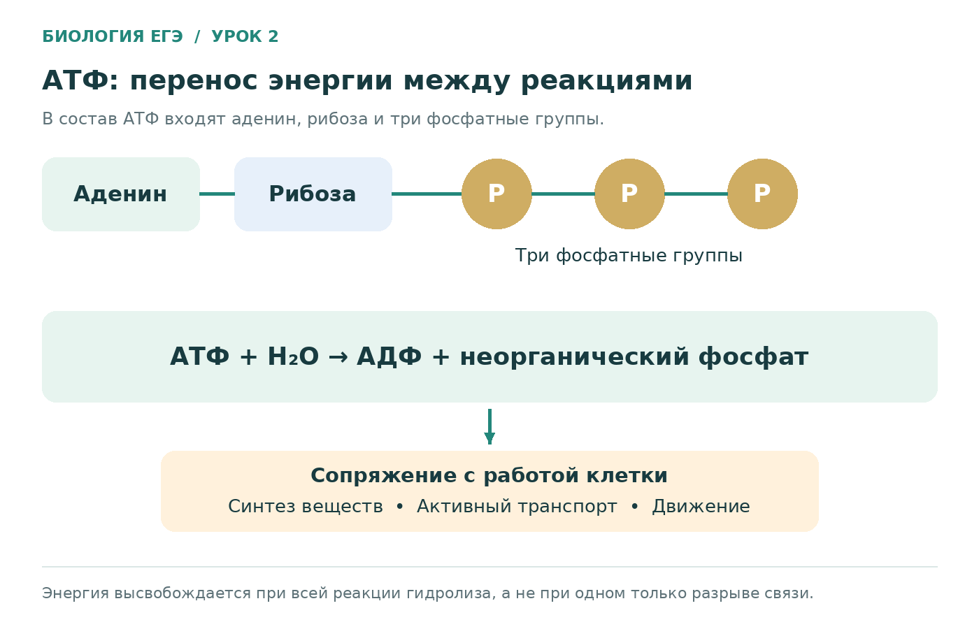 Состав АТФ, её гидролиз и сопряжение с работой клетки.