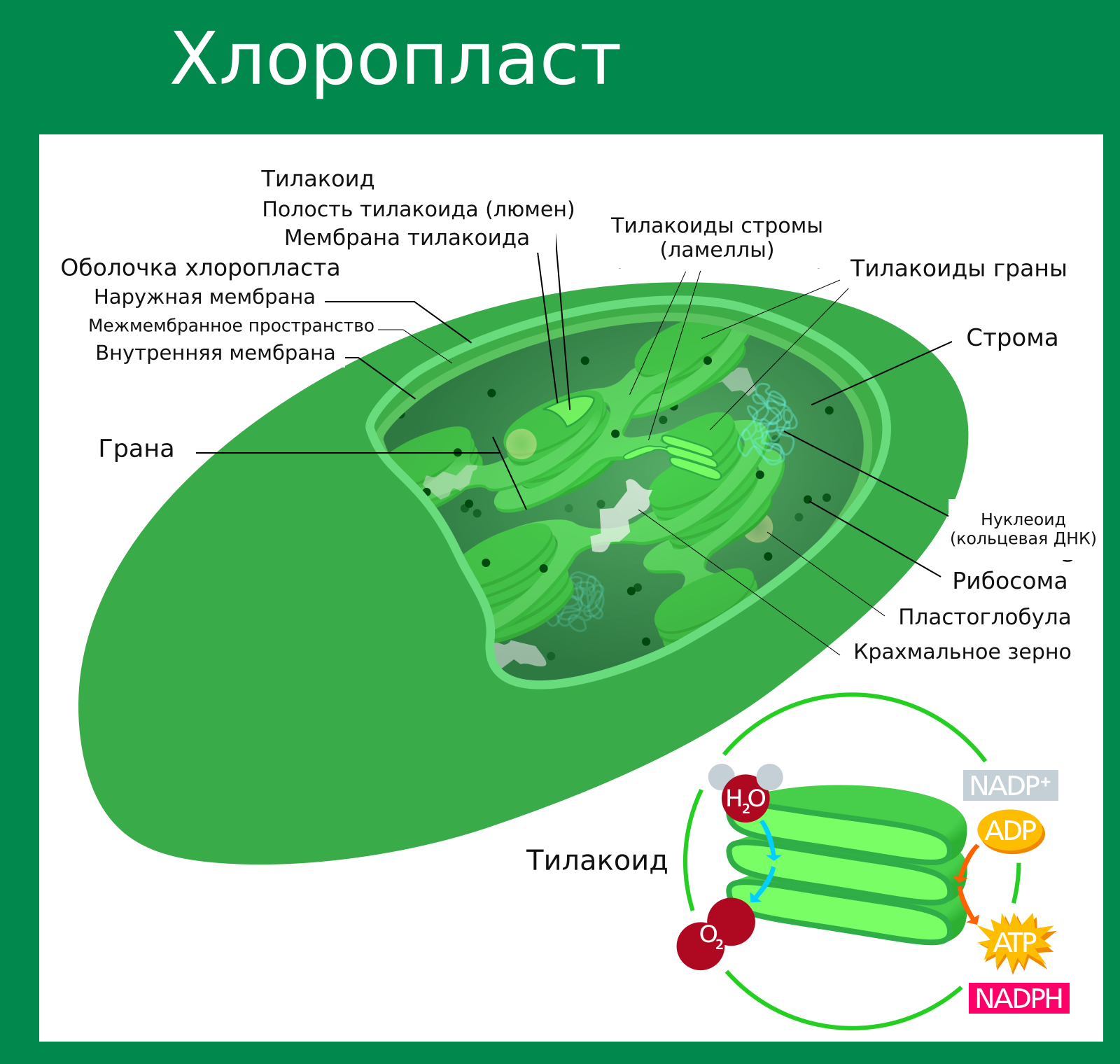 Хлоропласт: двухмембранная оболочка, строма, тилакоиды и граны. Световые реакции связаны с мембранами тилакоидов, цикл Кальвина — со стромой.