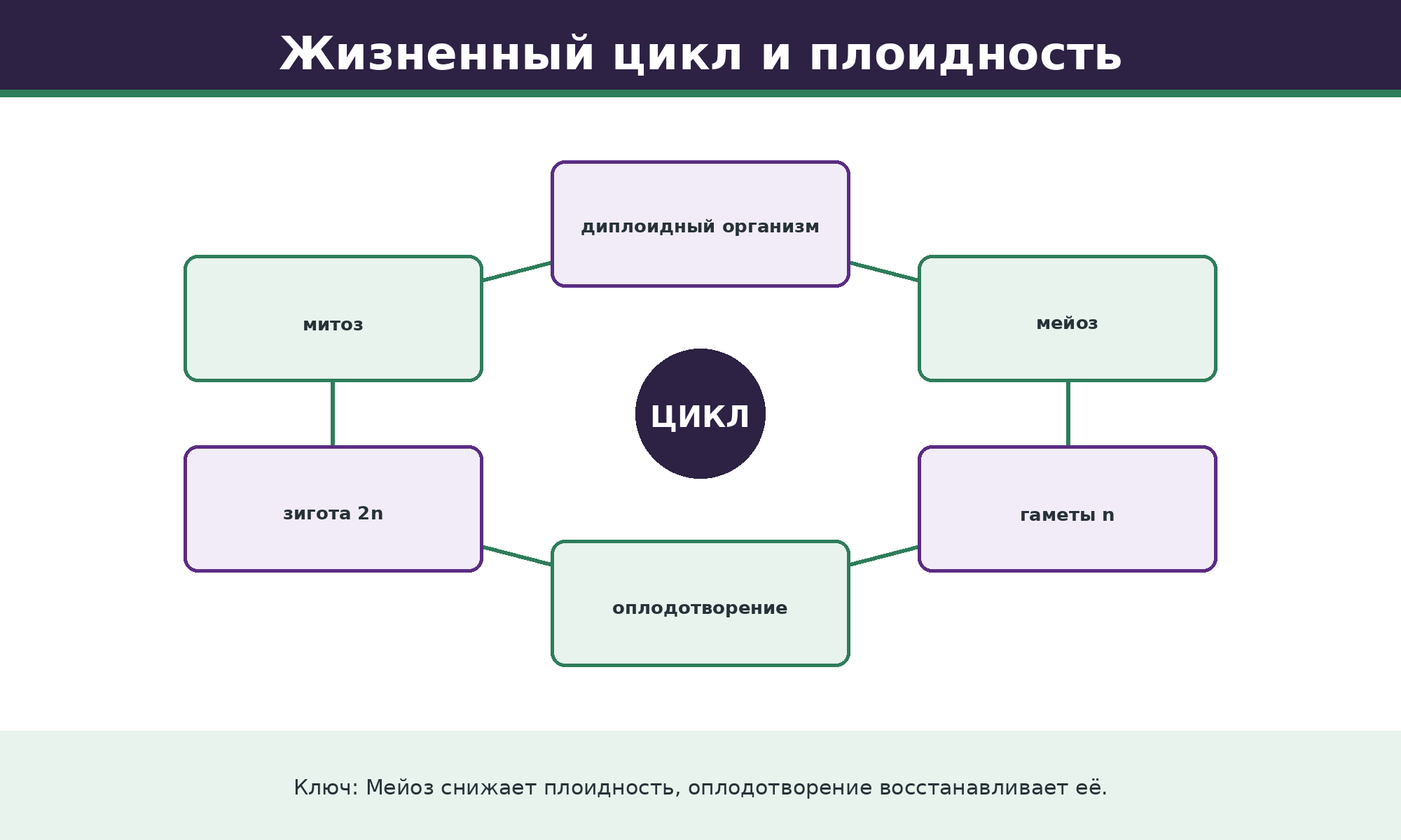 Диплофазный цикл животных: организм 2n образует гаметы n мейозом; оплодотворение восстанавливает 2n. У наземных растений иначе: мейоз даёт споры, а гаметы формируются митозом. Сопоставьте с текстом о смене поколений.