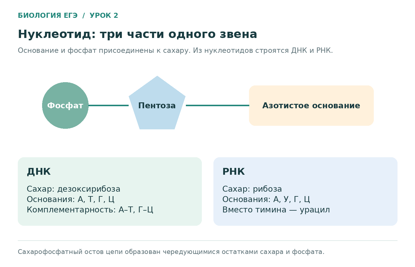 Состав нуклеотида и различия между нуклеотидами ДНК и РНК.