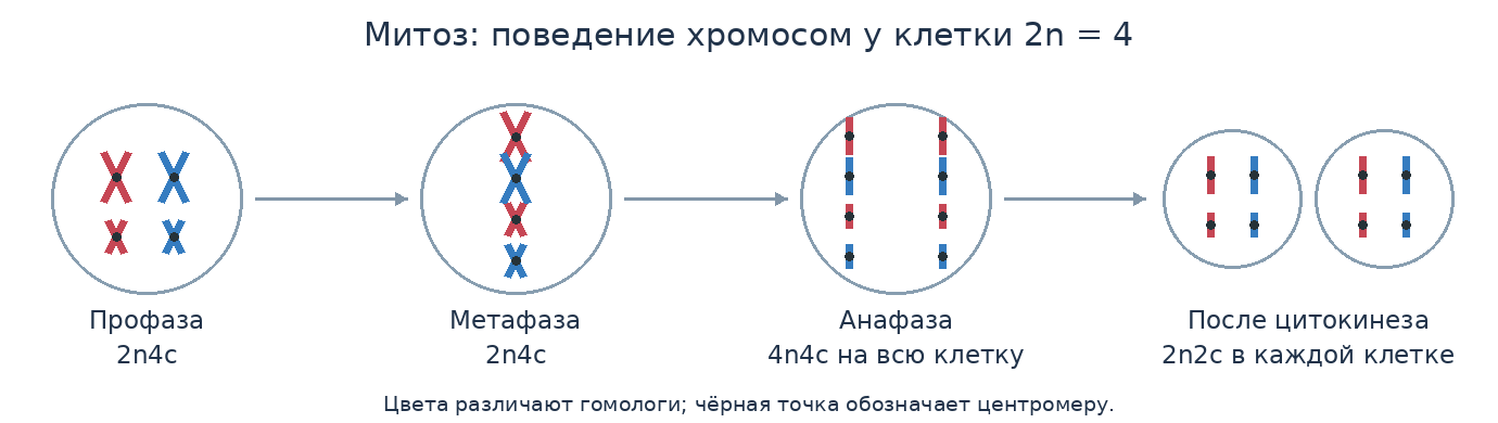 Митоз в клетке с двумя парами гомологичных хромосом. В анафазе показаны все восемь дочерних хромосом в одной клетке.
