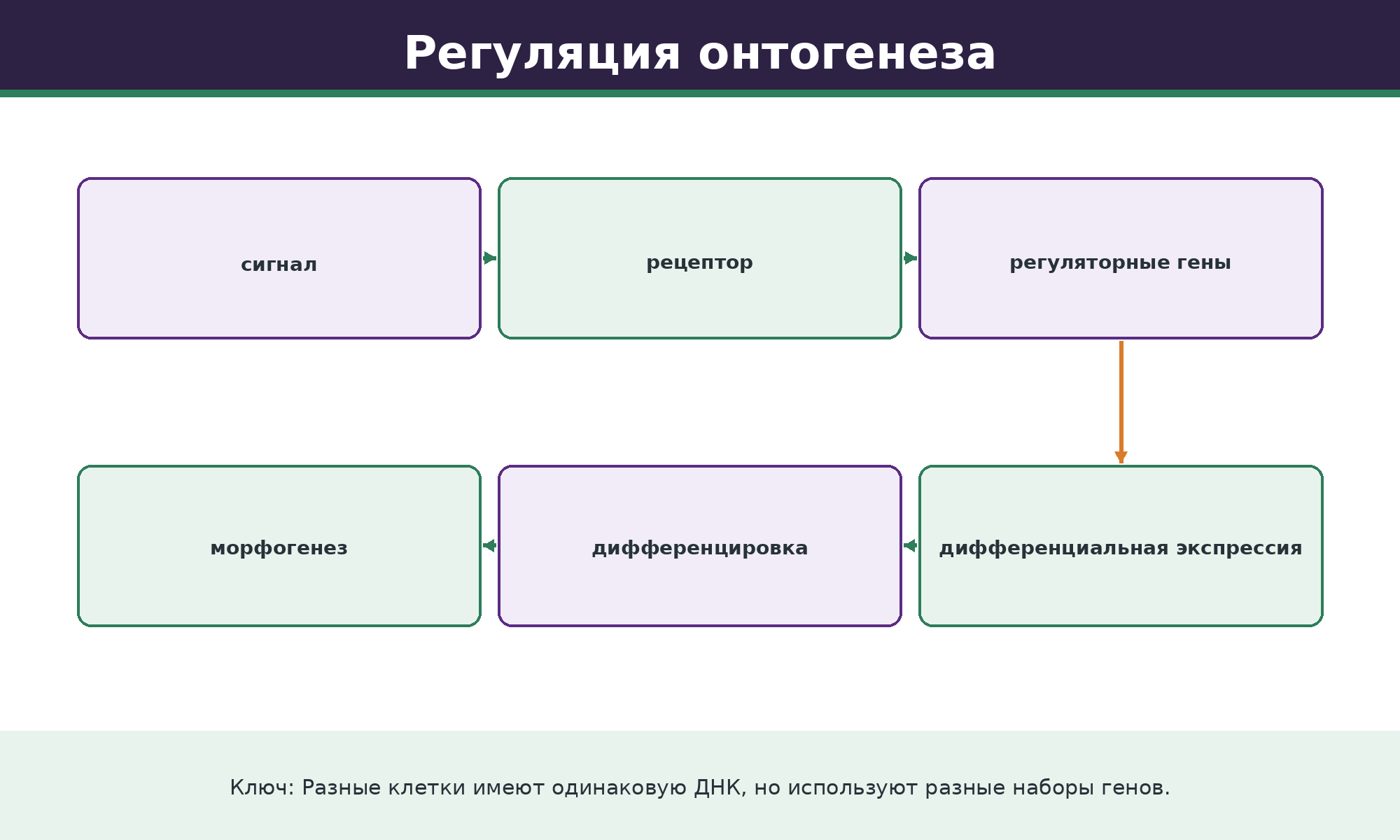От сигнала к дифференцировке клетки