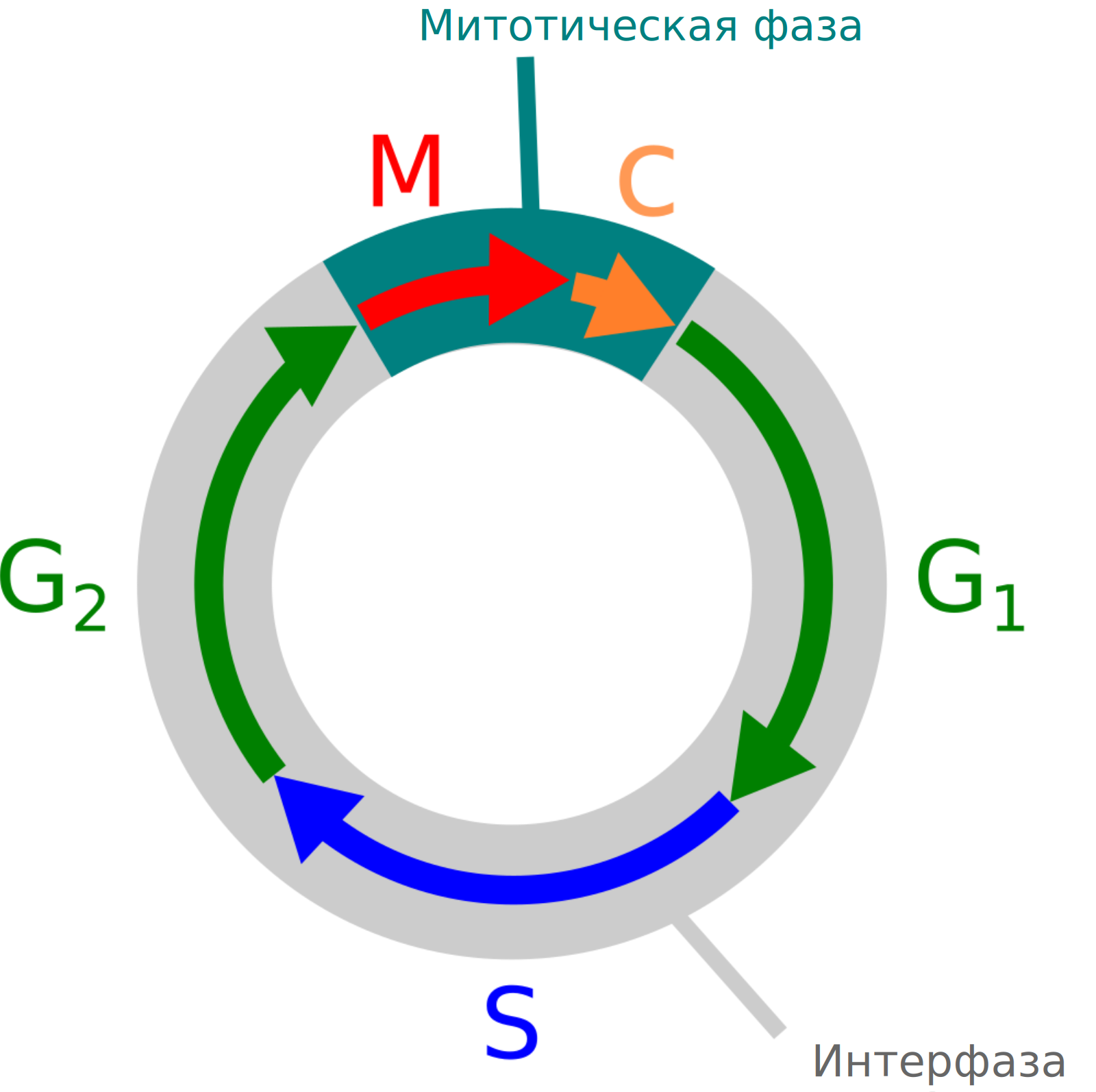Фазы клеточного цикла