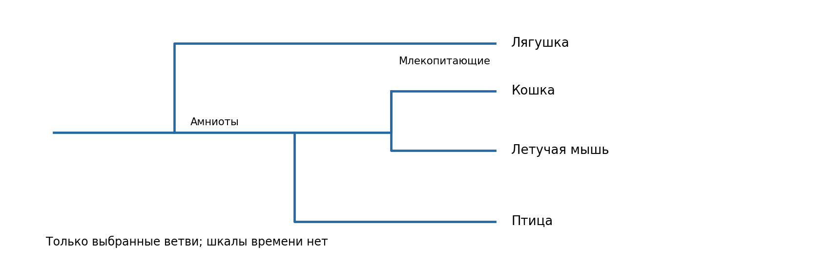 Упрощённое дерево выбранных четвероногих: лягушка вне амниот, внутри амниот показаны млекопитающие и птица. Многие ветви опущены. Длины линий не обозначают время; кошка и летучая мышь не показаны как ближайшие виды среди всех млекопитающих.