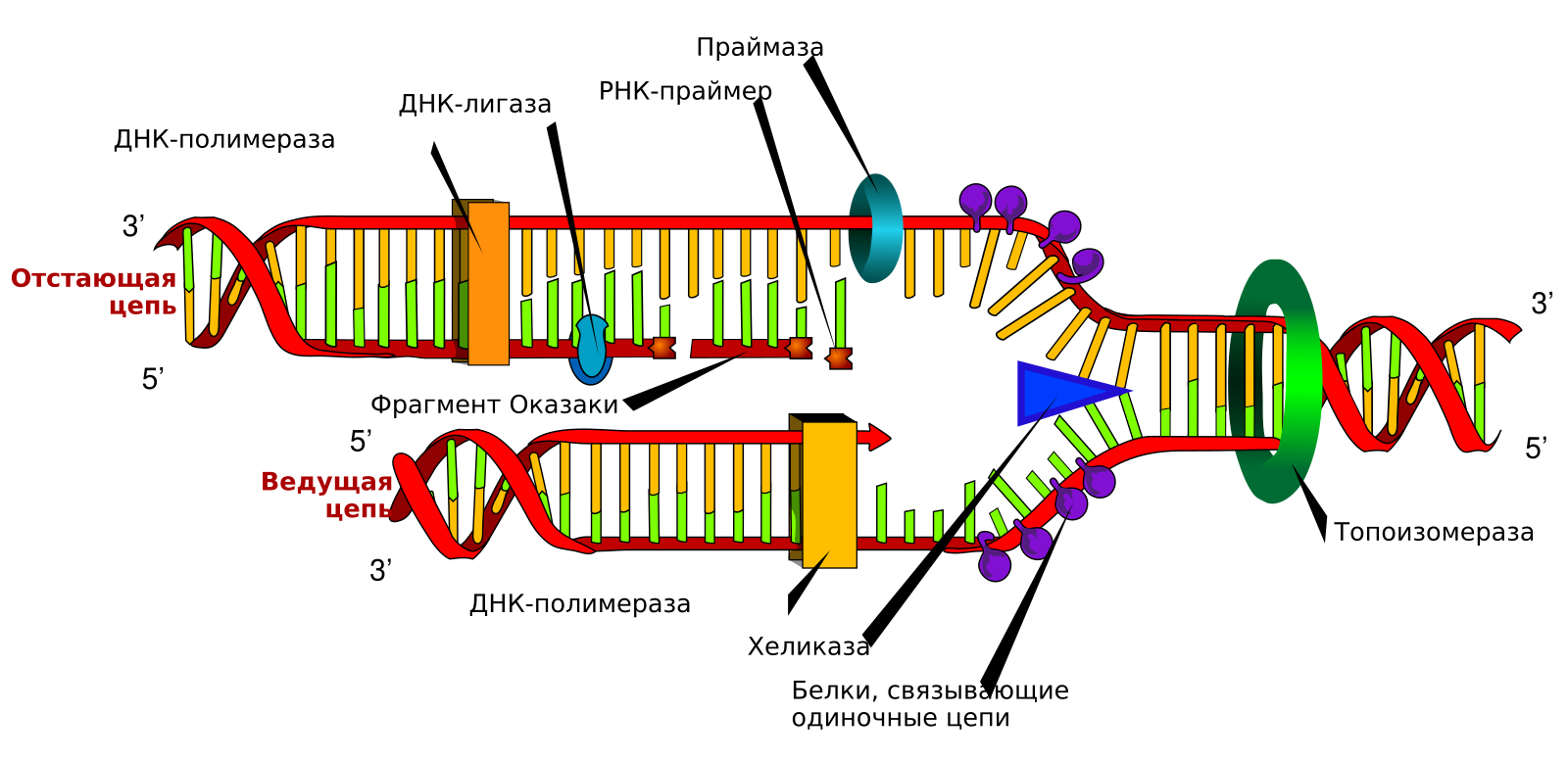Репликационная вилка