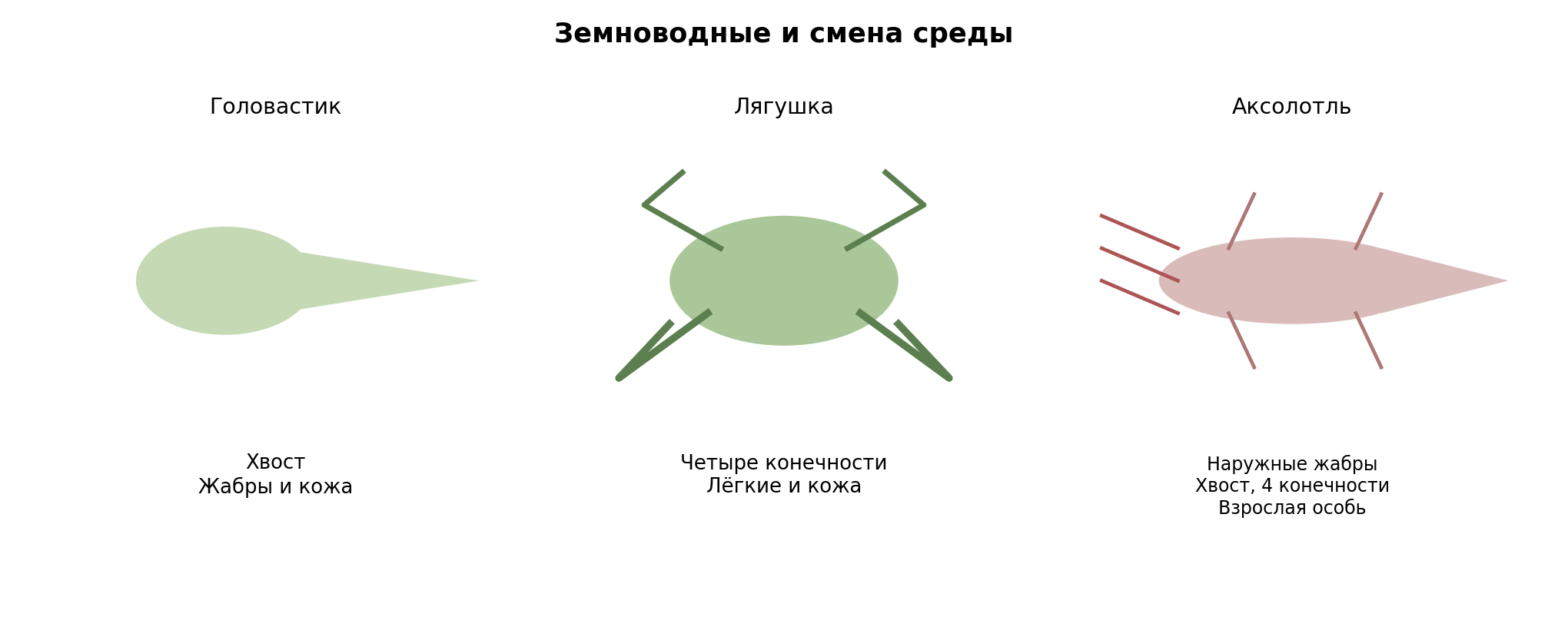 Сопоставление типичного головастика, взрослой лягушки и взрослого аксолотля. Подписаны хвост, конечности и основные органы дыхания; наружные жабры аксолотля не означают отсутствие полового созревания. Условные схемы без масштаба.