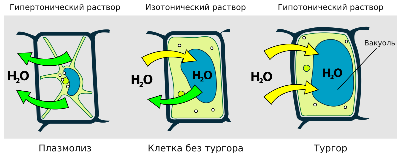 Растительная клетка в гипертоническом, изотоническом и гипотоническом растворах. При выходе воды развивается плазмолиз; при поступлении воды возрастает тургор.