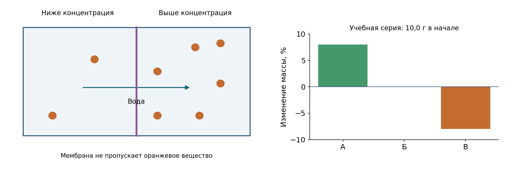 Модель осмоса: мембрана пропускает воду, но не обозначенное вещество; при равном давлении суммарный поток воды направлен к более концентрированному раствору. Справа — учебные изменения массы ткани; значения не являются измерениями организма ученика.