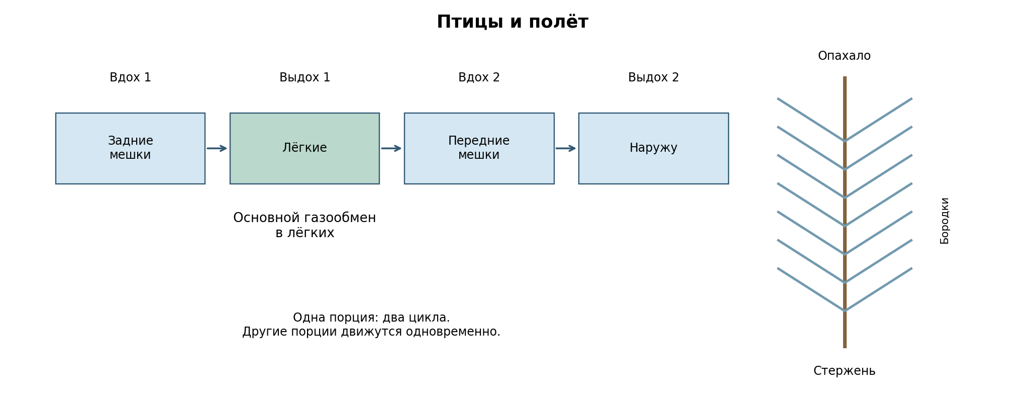 Учебная схема одной порции воздуха за два дыхательных цикла: задние мешки → лёгкие → передние мешки → наружу. Мешки вентилируют, лёгкие обмениваются газами. Справа: стержень, бородки и опахало контурного пера. Размеры условны.