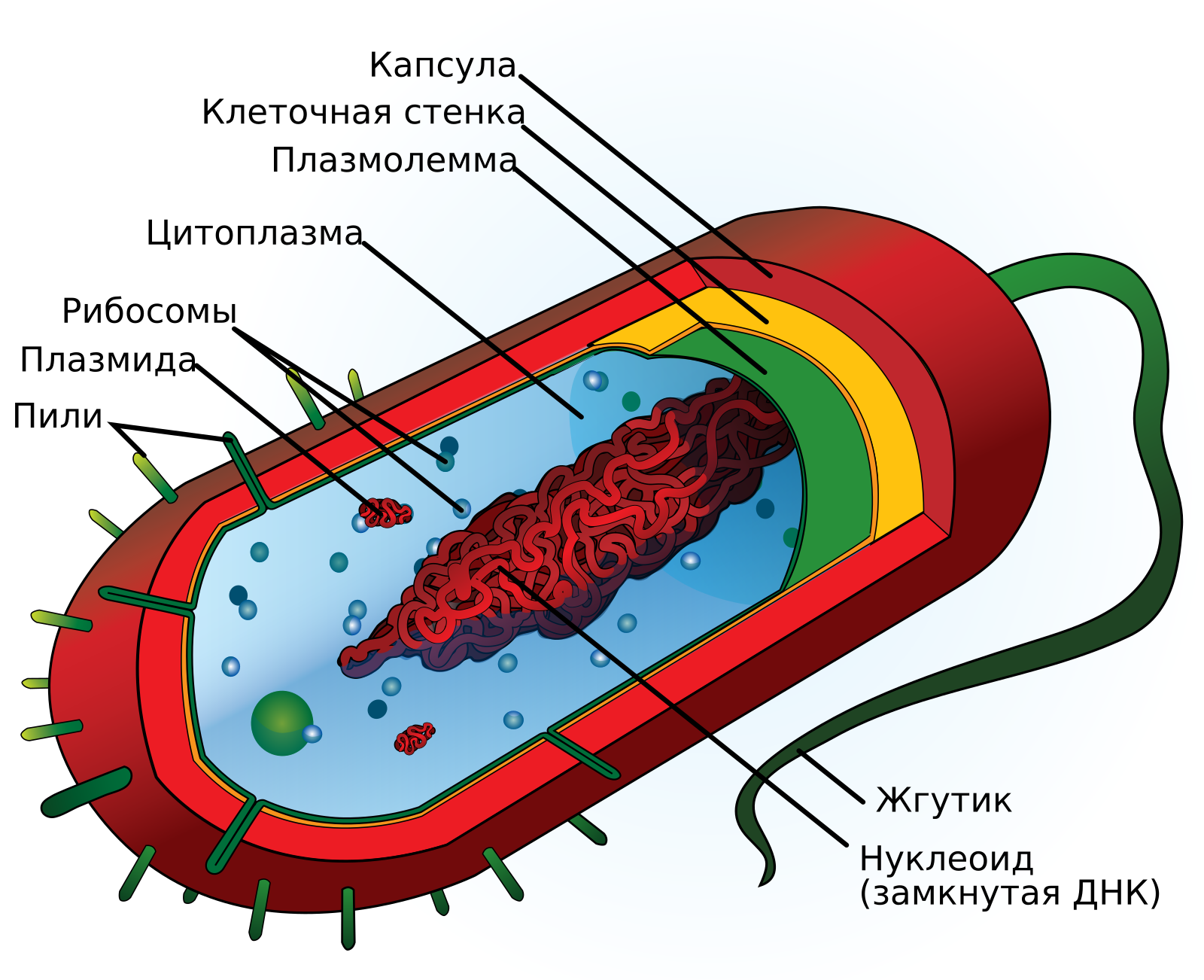 Общий план прокариотической клетки