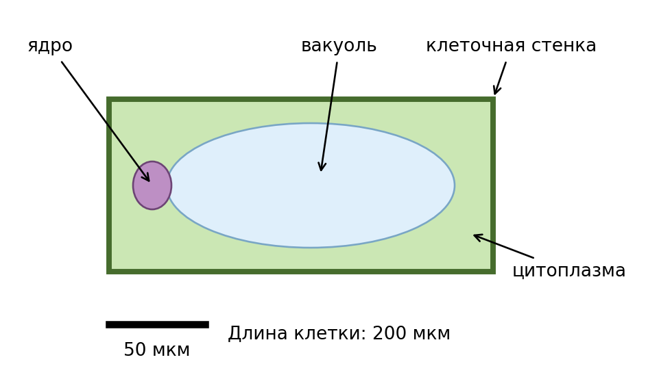 Авторская условная схема растительной клетки: длина 200 мкм, линейка 50 мкм. Толщина стенки и размеры органоидов показаны условно.