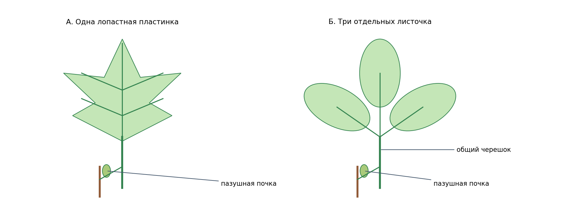 А — простой лопастной лист с одной пластинкой; Б — сложный тройчатый лист. Пазушная почка отмечена только у основания целого листа. Схемы не в масштабе.