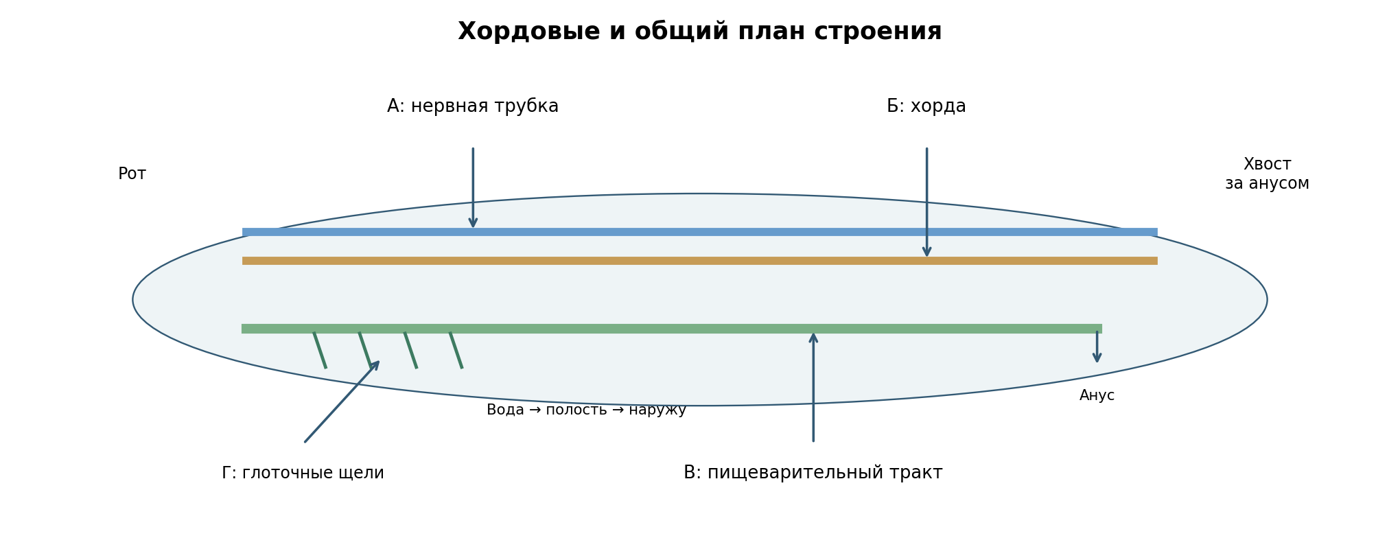 Ланцетник, условный боковой разрез: нервная трубка над хордой, пищеварительный тракт ниже, глоточные щели спереди и хвост за анусом. Вода из глотки идёт в околожаберную полость и наружу, пища — в кишечник. Схема не в масштабе.