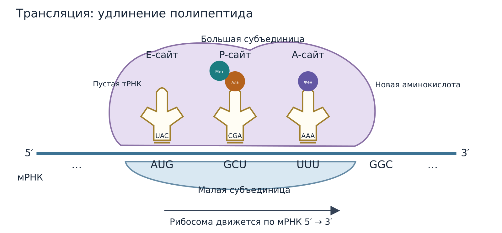 Элонгация на рибосоме