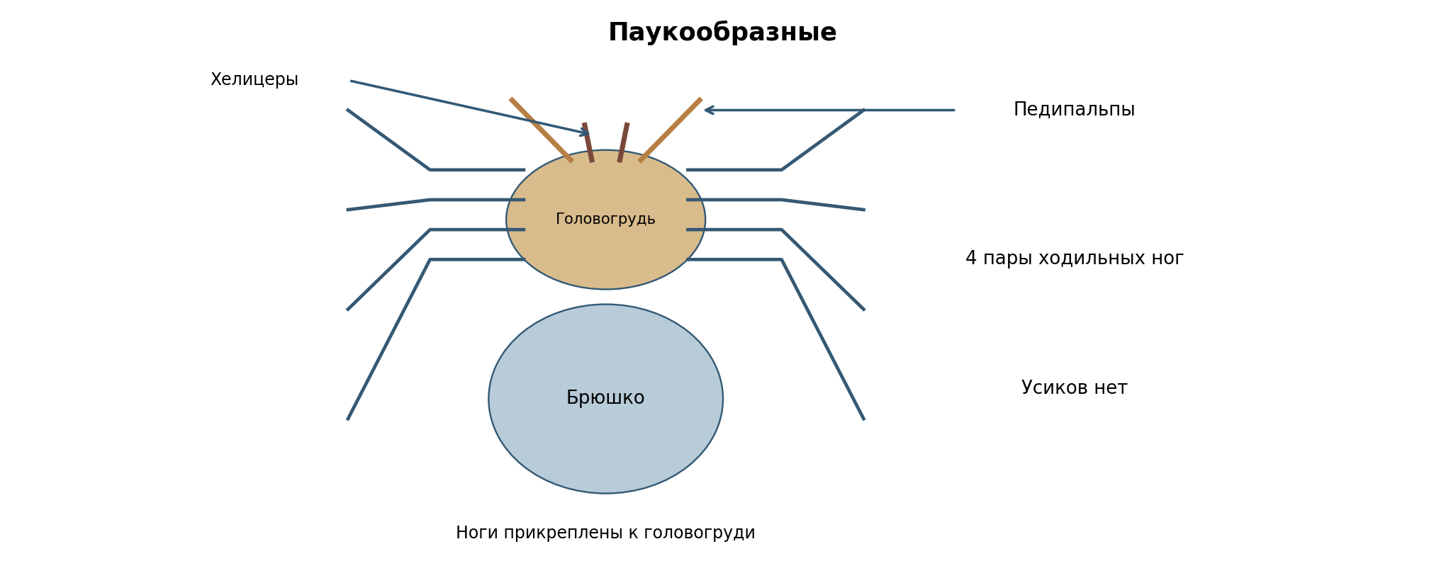 Паук: условный вид сверху с четырьмя парами ходильных ног на головогруди, короткими педипальпами, хелицерами и брюшком без ног. Усиков нет; схема не в масштабе.