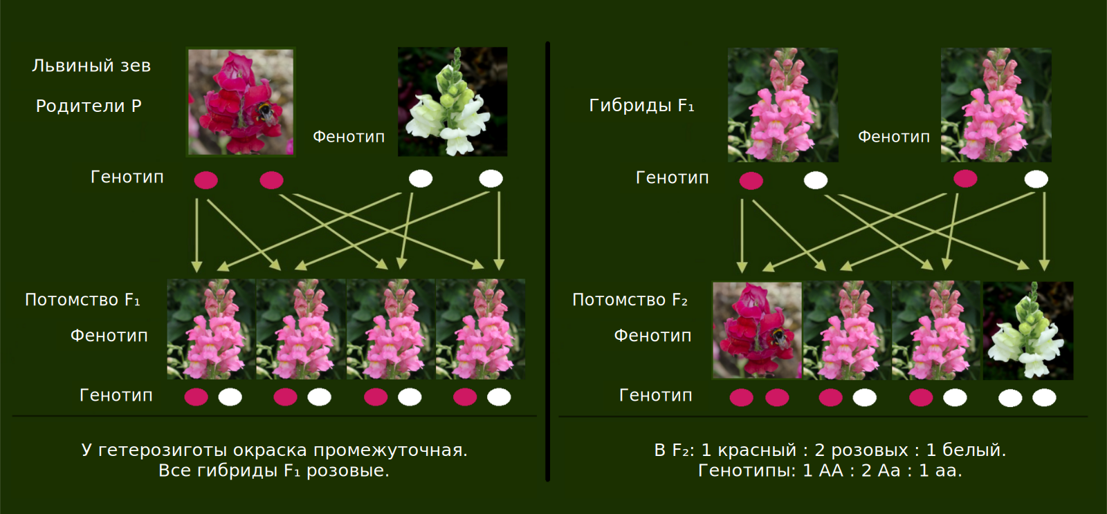 Неполное доминирование у львиного зева