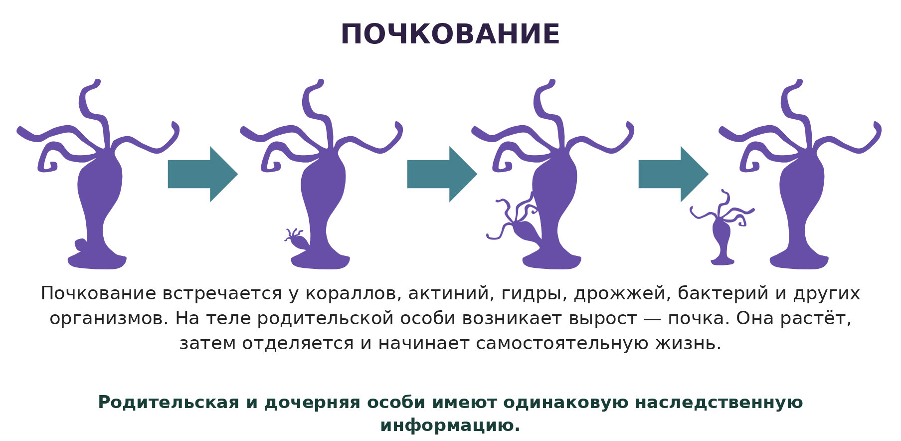 Почкование гидры