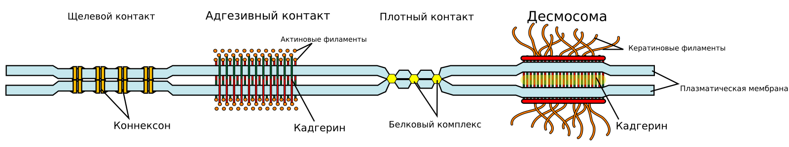 Межклеточные контакты животных: щелевой, адгезивный, плотный контакт и десмосома. Они обеспечивают обмен, барьер и механическую связь клеток.