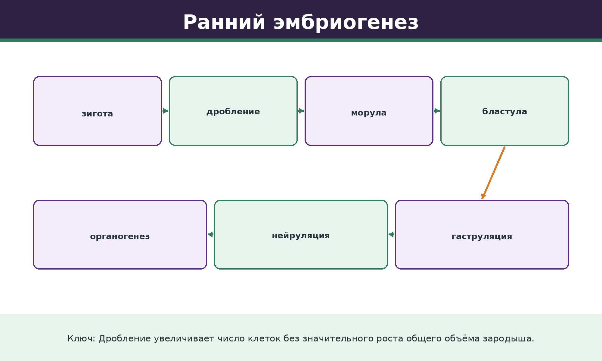 Последовательность раннего развития