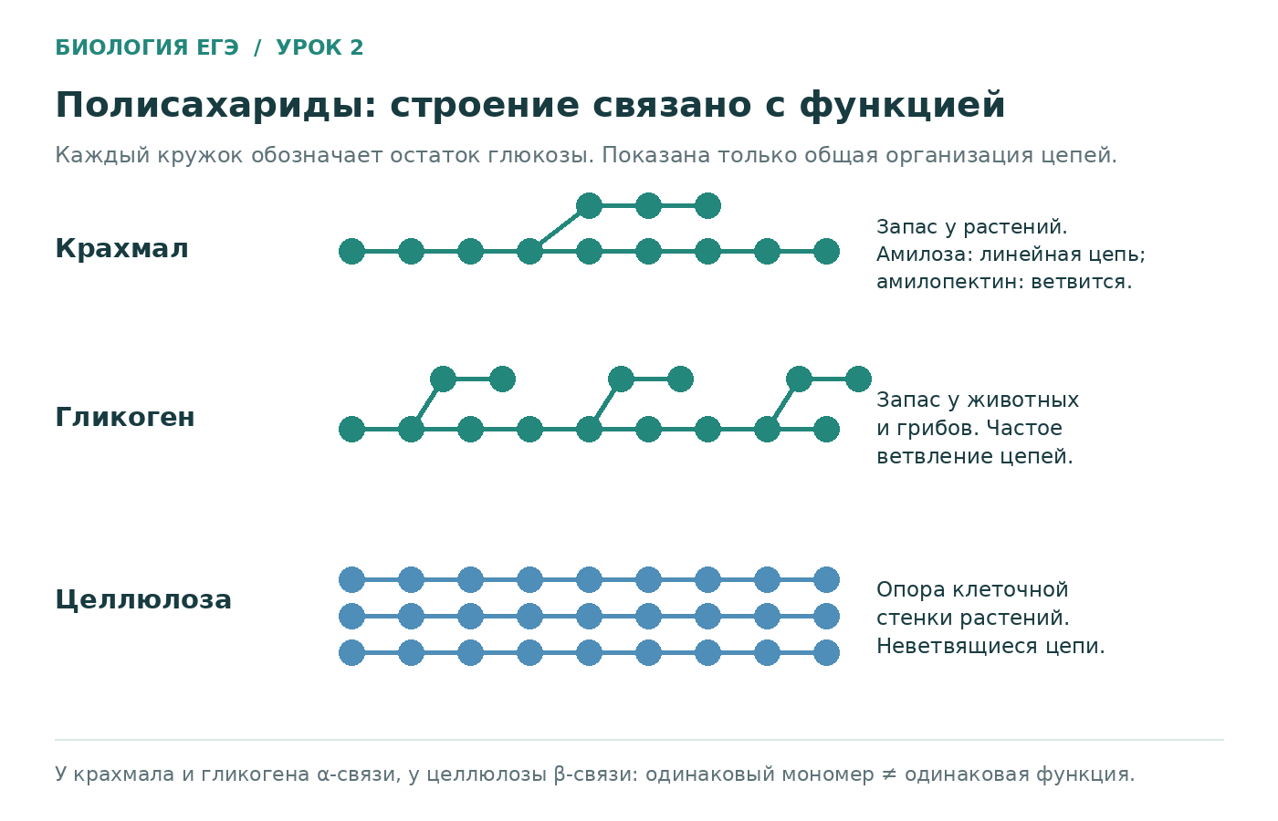 Сопоставление организации цепей крахмала, гликогена и целлюлозы.