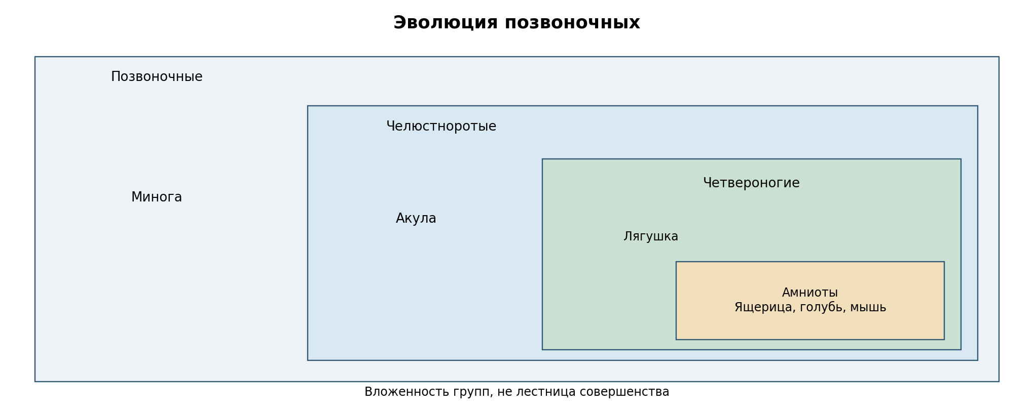 Вложенные группы позвоночных: челюстноротые, внутри них четвероногие, внутри четвероногих амниоты. Представители приведены как современные примеры; вложенность показывает принадлежность, не степень совершенства.