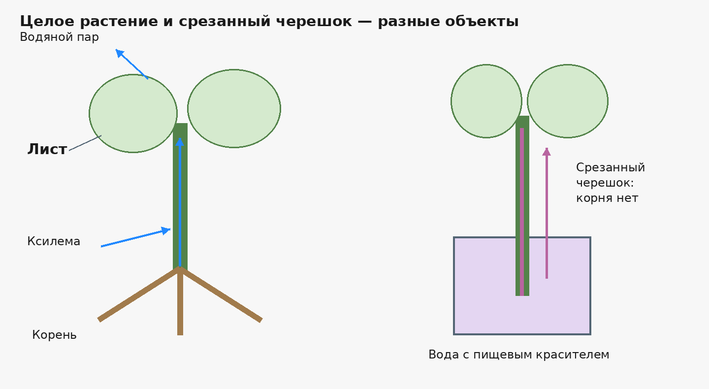 Путь воды в целом растении: корень → ксилема → лист → водяной пар. Справа срезанный черешок в красителе: он показывает проводящий путь без участия корня. Схема без масштаба.