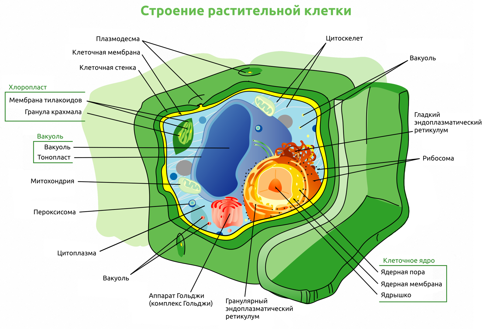 Растительная клетка: клеточная стенка, крупная вакуоль и пластиды дополняют общие для эукариот структуры