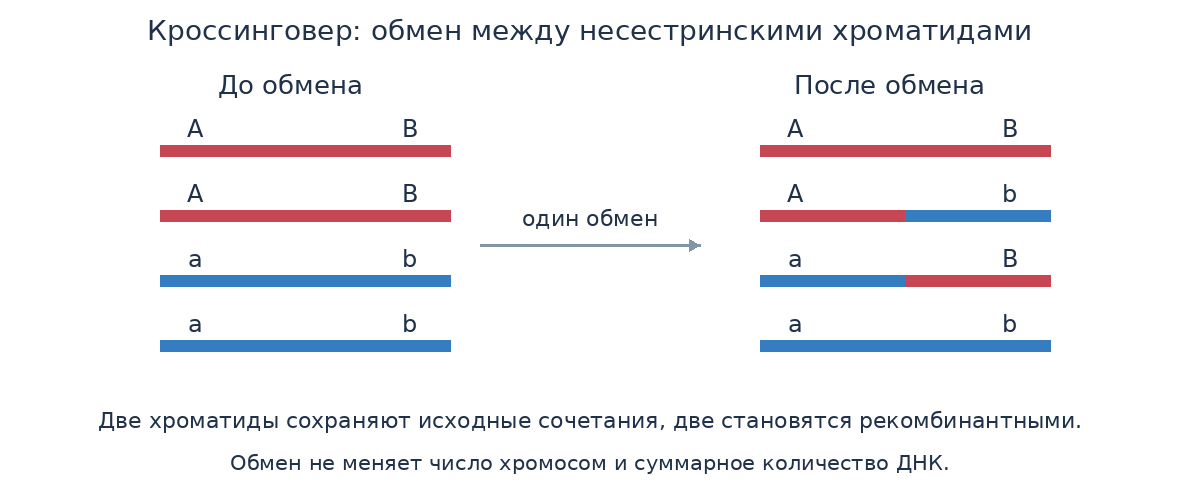 Один взаимный обмен между двумя несестринскими хроматидами. Буквы обозначают аллели двух генов.
