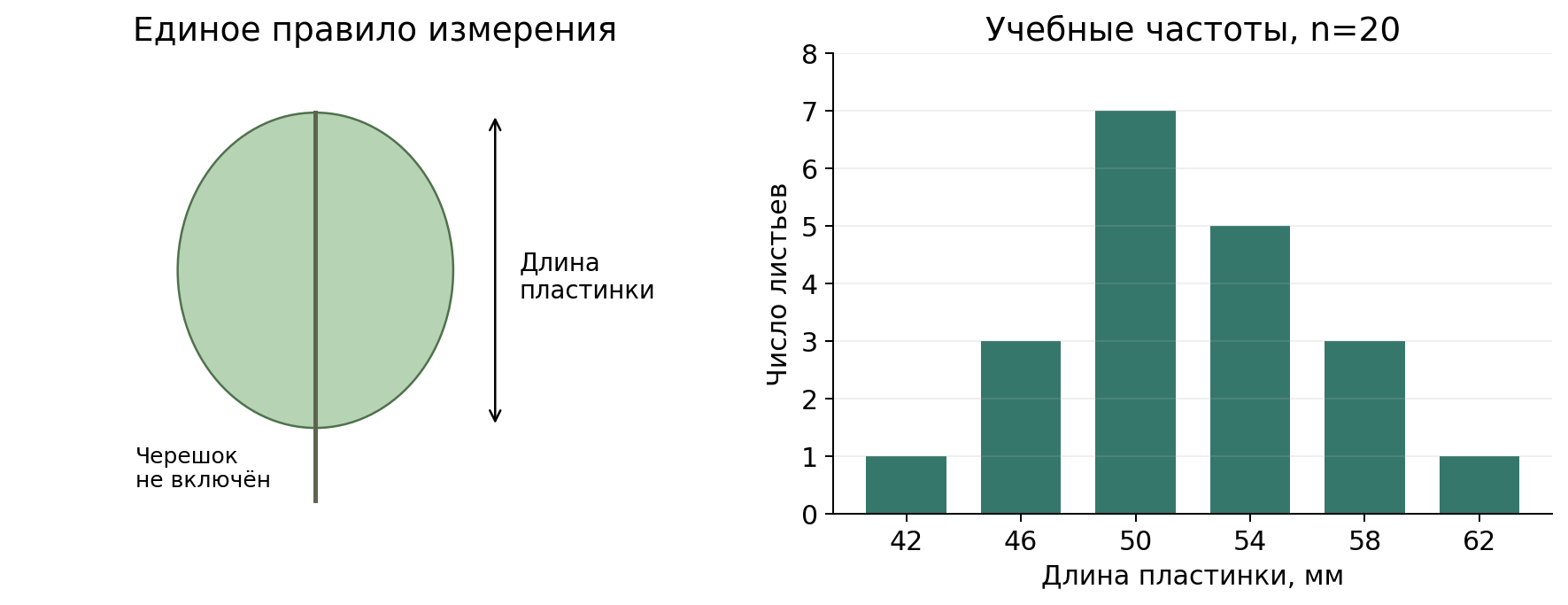 Авторская схема измерения: длина пластинки от основания до вершины, черешок исключён. Рядом частоты учебной серии: 42 мм — 1; 46 — 3; 50 — 7; 54 — 5; 58 — 3; 62 — 1. Оси графика: длина, мм; число листьев.