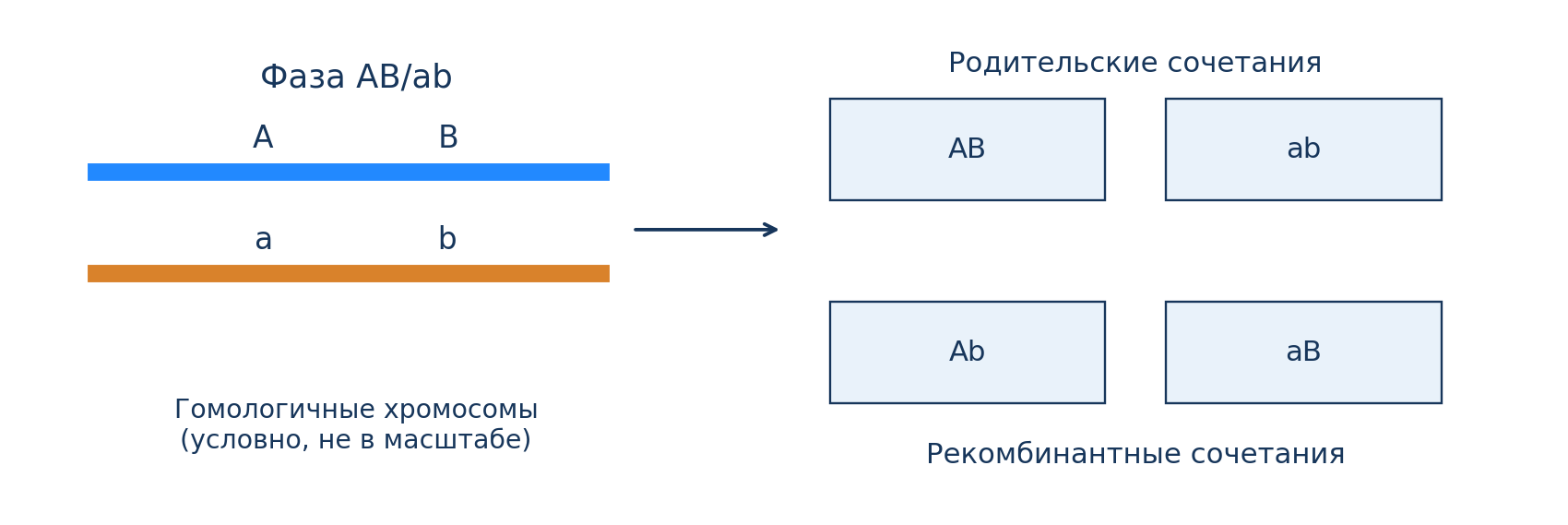Фаза AB/ab и четыре типа гамет; родительские AB/ab и рекомбинантные Ab/aB различены цветом и подписями.