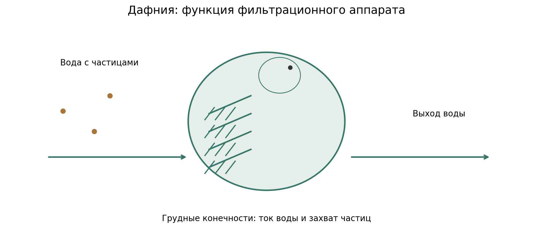 Фильтрационное питание дафнии: движение воды, захват частиц грудными конечностями и выход воды. Упрощённая функциональная схема, не масштабный анатомический рисунок.