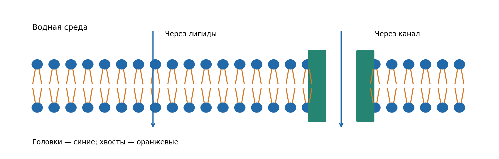 Модель мембраны: головки обращены к воде; канал пересекает бислой. Стрелки показывают разные пути, не скорости. Масштаб условный.