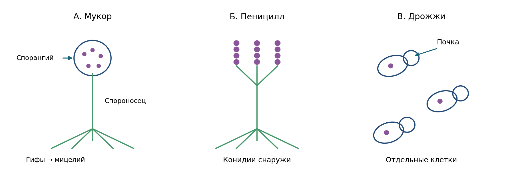 А — модель мукора: гифа, спороносец, спорангий; Б — пеницилл: наружные цепочки конидий; В — почкующиеся дрожжи. Схемы не в масштабе, не микрофотографии и не руководство по определению неизвестных культур.