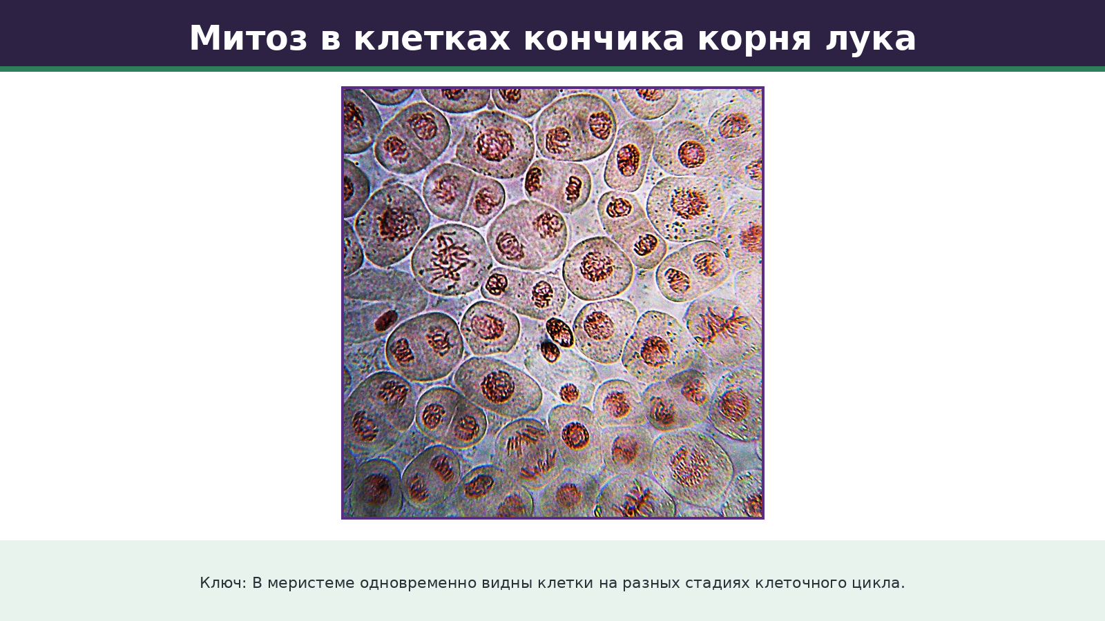 Митоз в меристеме корня лука. Микрофотография из исходных материалов курса. Автор staticd, CC BY-SA 3.0; источник: https://commons.wikimedia.org/wiki/File:Onion_root_mitosis.jpg.