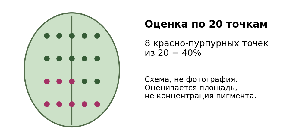 Условная сетка для разобранного примера. На реальном снимке точки должны попадать внутрь листовой пластинки.