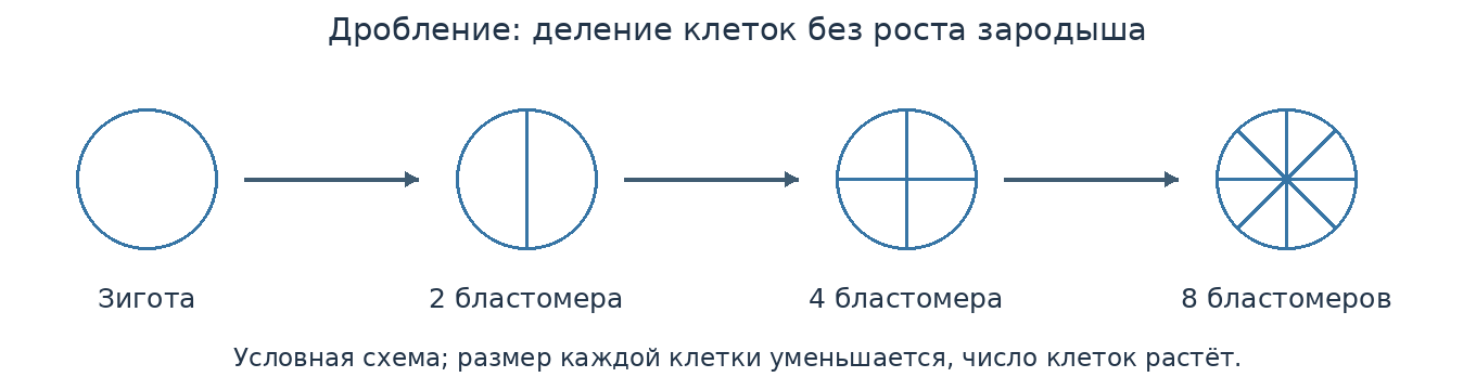 Схема составлена для курса; обозначения и причинные связи приведены на русском языке.